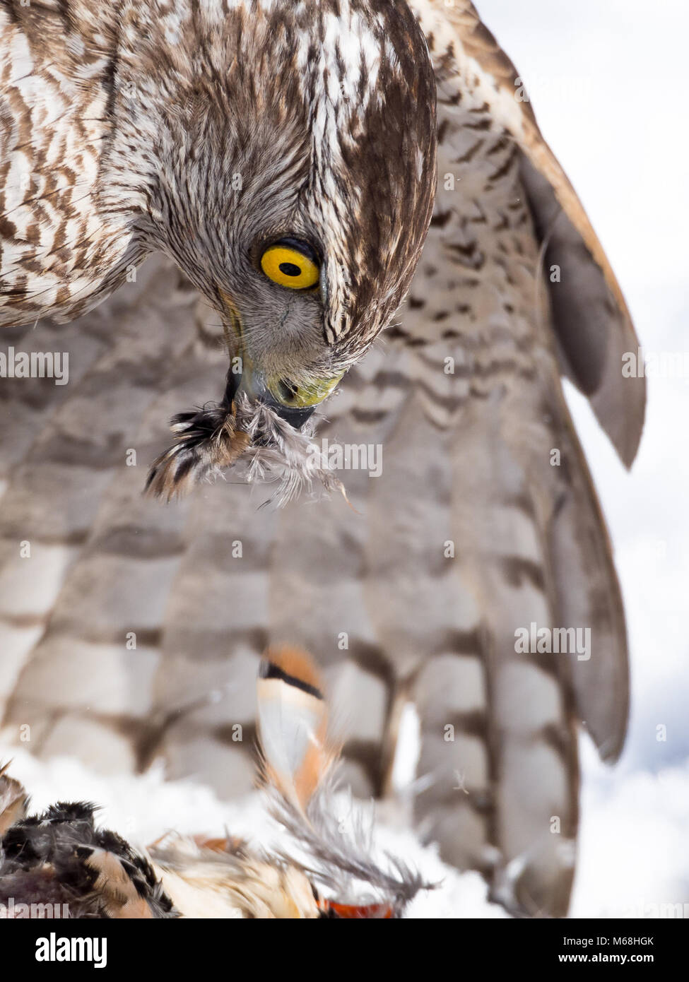 Northern goshawk (Accipiter gentilis) hunting a partridge on the snow in winter in a falconry exhibition Stock Photo