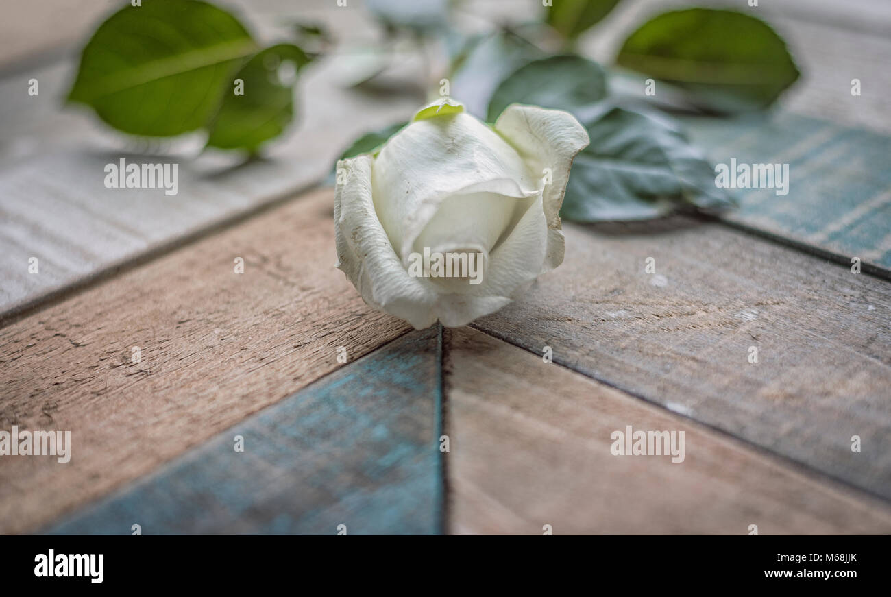 White Rose on Weathered Barn Wood Textured Surface Stock Photo