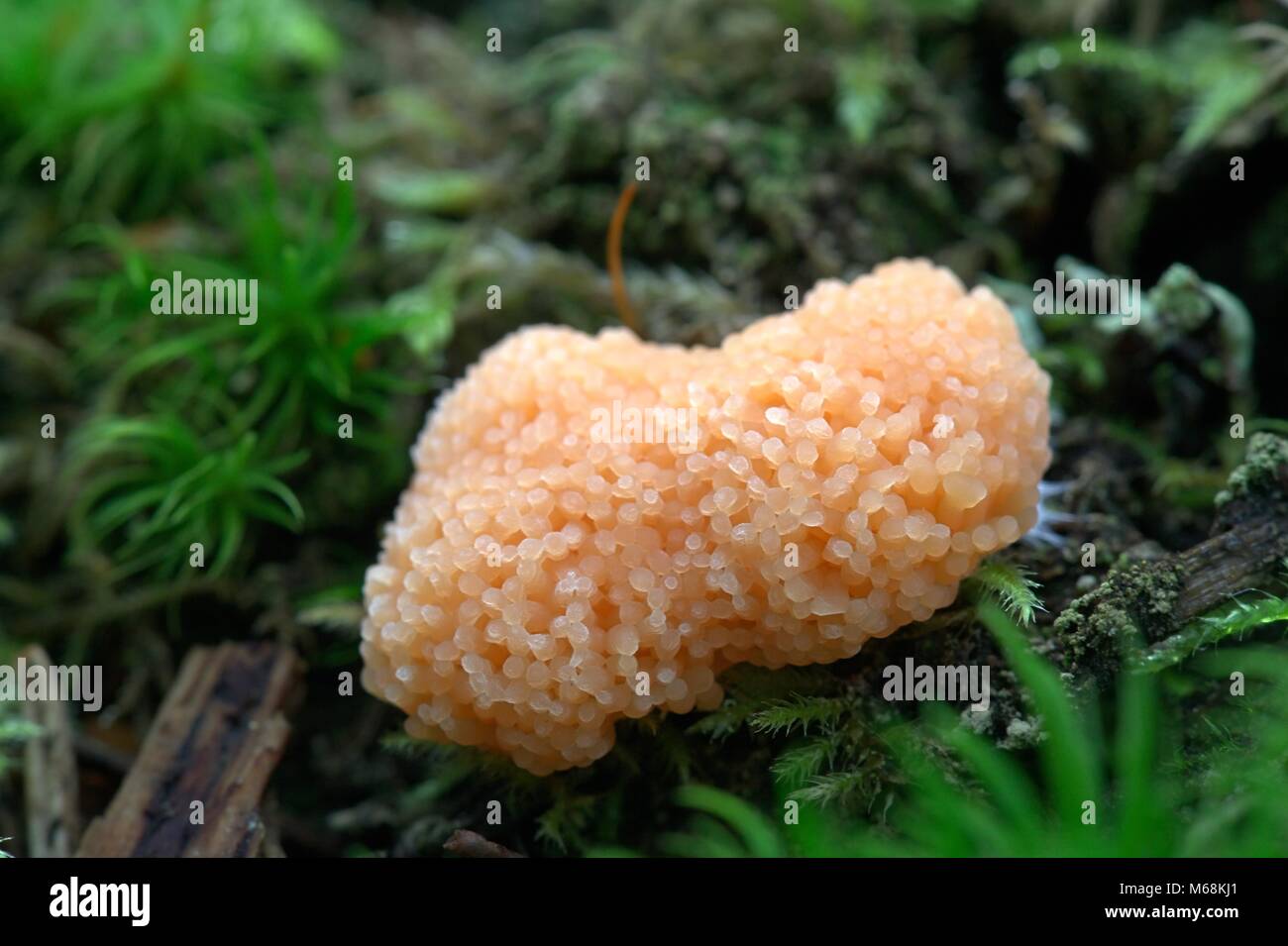 Slime mold, Tubifera ferrunginosa Stock Photo
