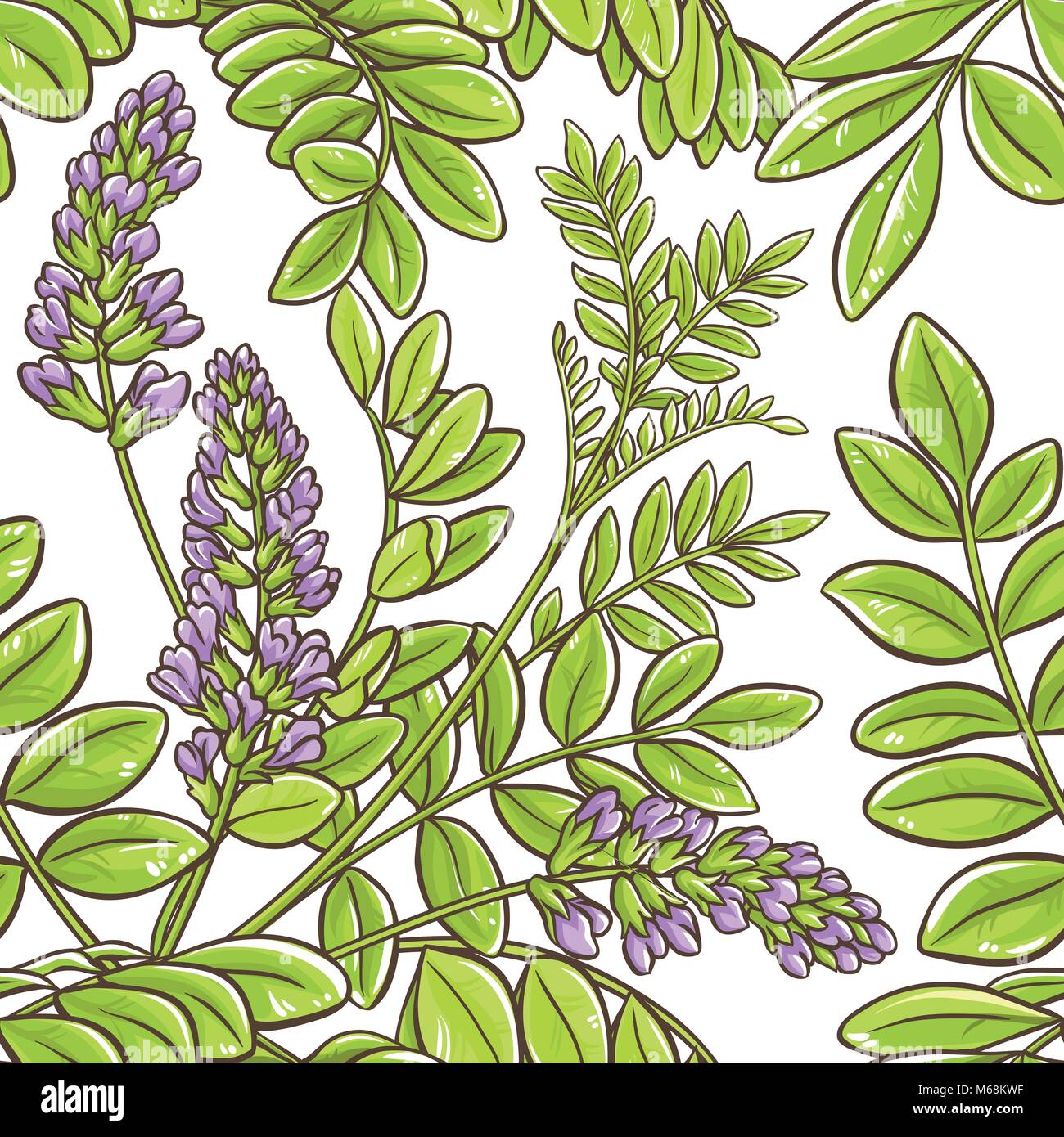 licorice plant vector pattern on white background Stock Vector