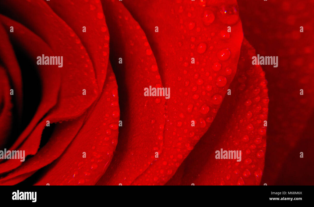 Beautiful Macro View of the Textures of a Crimson Red Rose Stock Photo ...