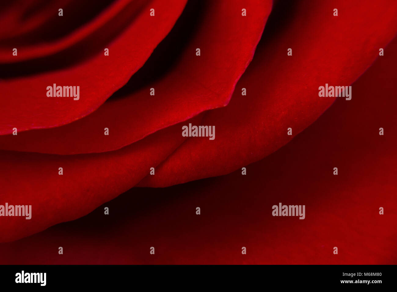 Beautiful Macro View of the Textures of a Crimson Red Rose Stock Photo ...