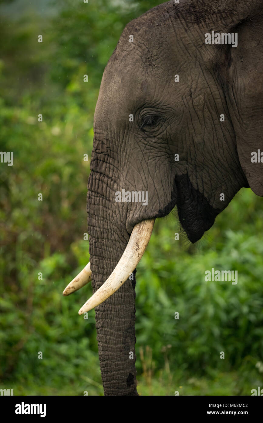 Closeup of African elephant with trunk hanging Stock Photo Alamy