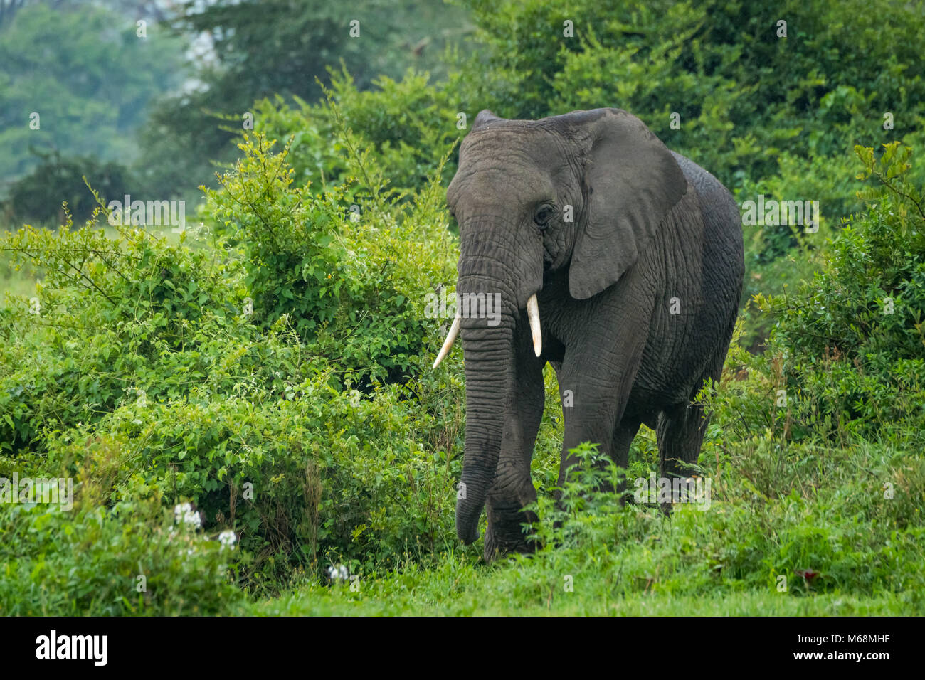 African elephant walks through bushes into clearing Stock Photo - Alamy