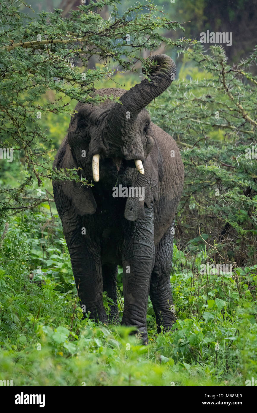 African elephant lifting tree hires stock photography and images Alamy