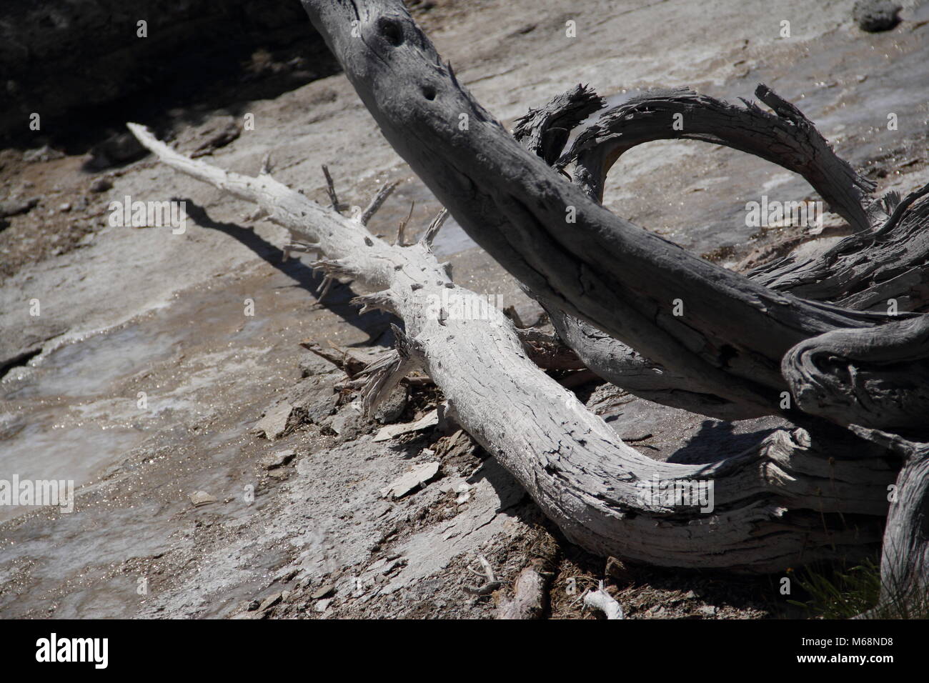 Dry tree lying on the rocks making a shadow underneath and pointing direction to upper left corner. Stock Photo