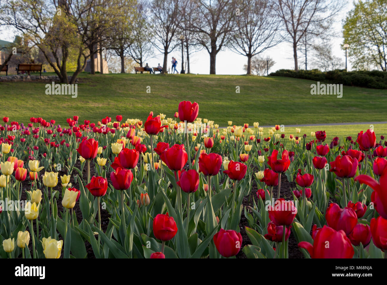 Red and yellow tulips on a sunny day in Major's Hill Park Stock Photo