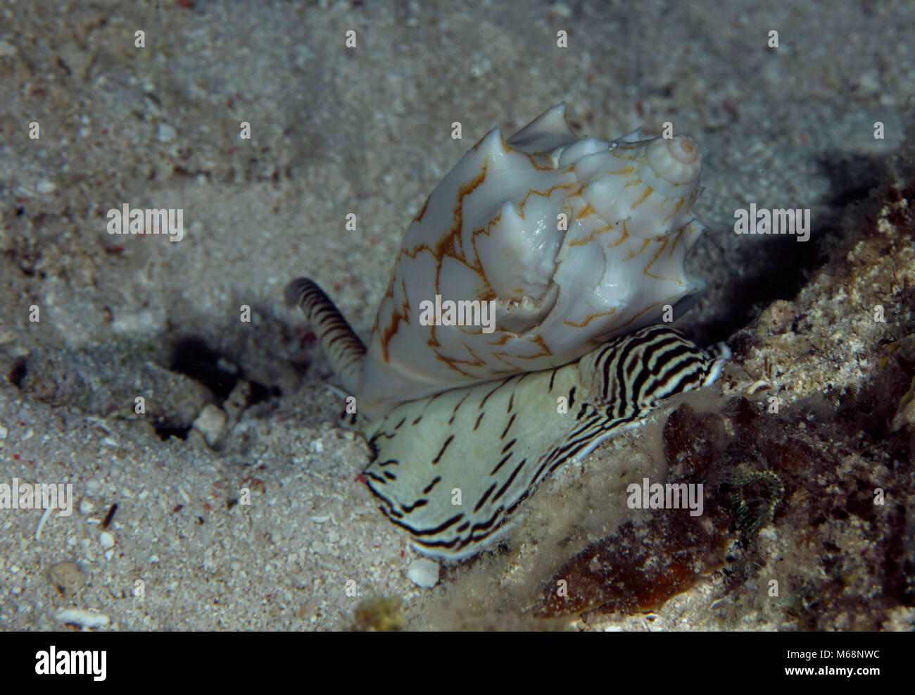 Cowry or cowrie -  group of small to large sea snails, marine gastropod molluscs in the family Cypraeidae. Panglao Island, Philippines Stock Photo