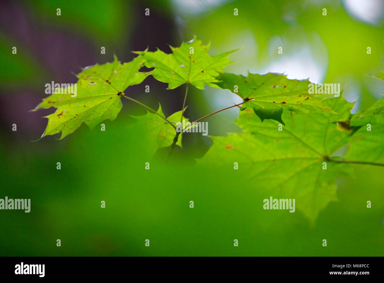 Branch of Norway maple tree with spotted leaves afflicted by a disease