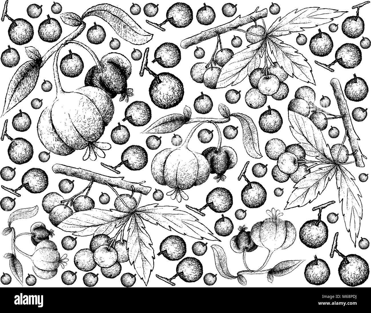 Berry Fruits, Illustration Wallpaper Background of Hand Drawn Sketch Allophylus Edulis or Chal-Chal and Pitanga, Suriname Cherry or Brazilian Cherry F Stock Vector