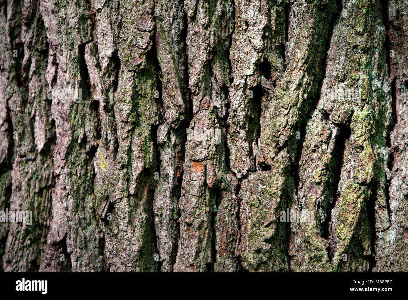 Norway Maple Tree Bark Pattern Stock Photo Alamy