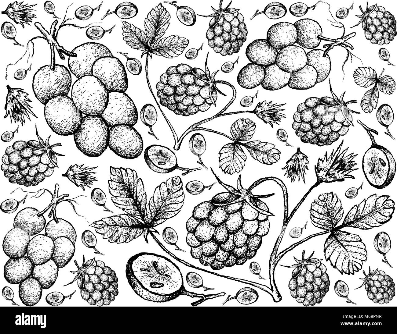 Berry Fruit, Illustration Hand Drawn Sketch of Fresh Arctic Bramble, Arctic Raspberry or Rubus Arcticus Fruits and Red Grapes Isolated on White Backgr Stock Vector