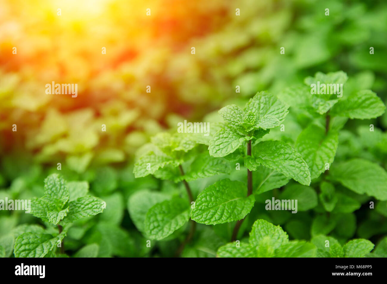 Green Mint leaves high healthy plant in home herbal garden with sunlight. Stock Photo