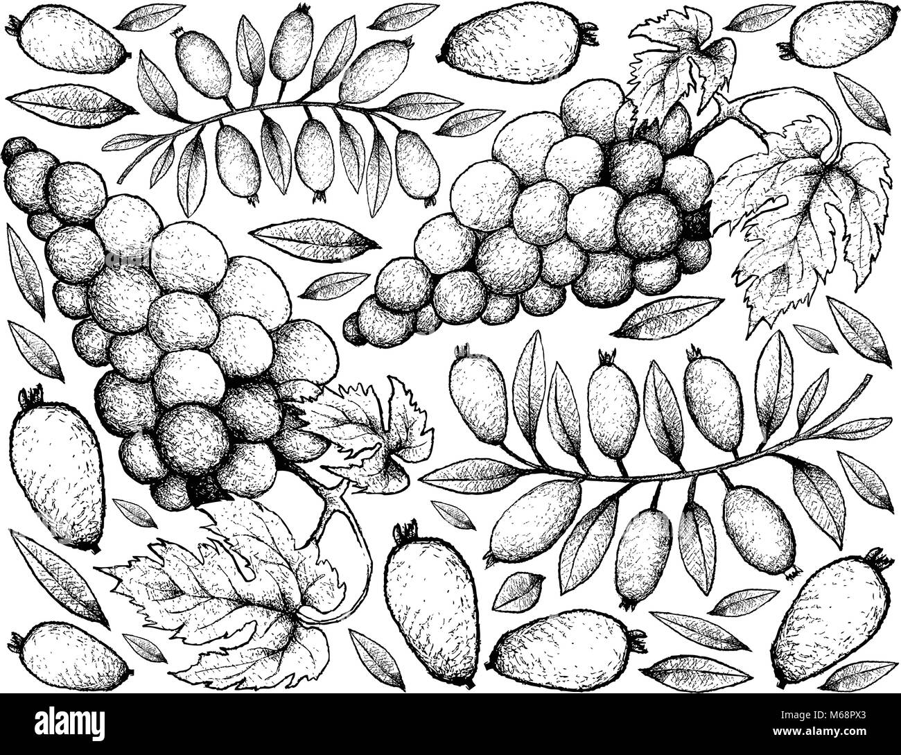 Berry Fruits, Illustration Wallpaper Background of Hand Drawn Sketch Bunch of Red Wine Grapes and Arrayan, Sartre Guava, Strawberry Guava or Calyptrop Stock Vector