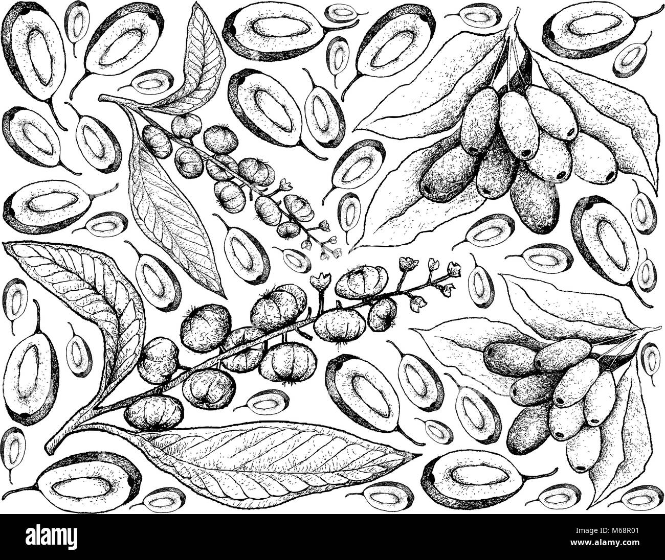 Berry Fruit, Illustration Wallpaper Background of Hand Drawn Sketch of American Pokeweed or Simply Pokeweed and Jambolan, Java Plum, Black Plum Fruits Stock Vector
