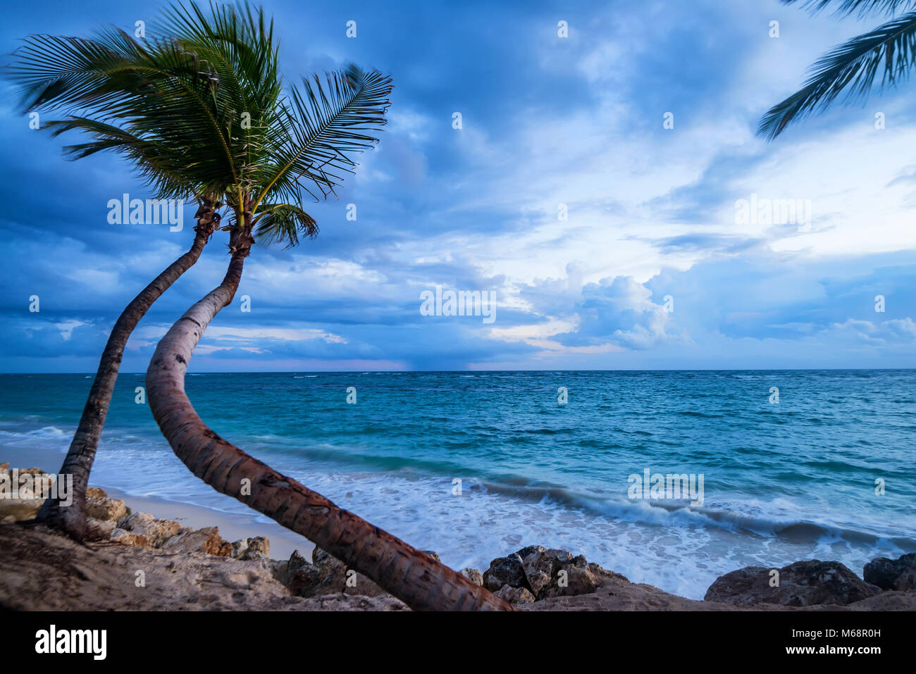 Tropical beach with palm trees and ocean Stock Photo - Alamy