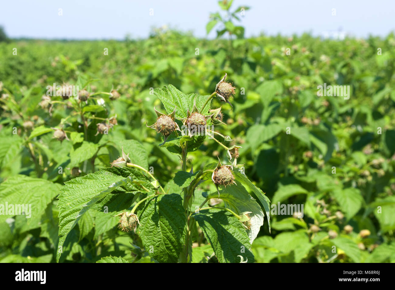 Healthy Raspberry Plantation In The Stage Of Flowering During The Sunny