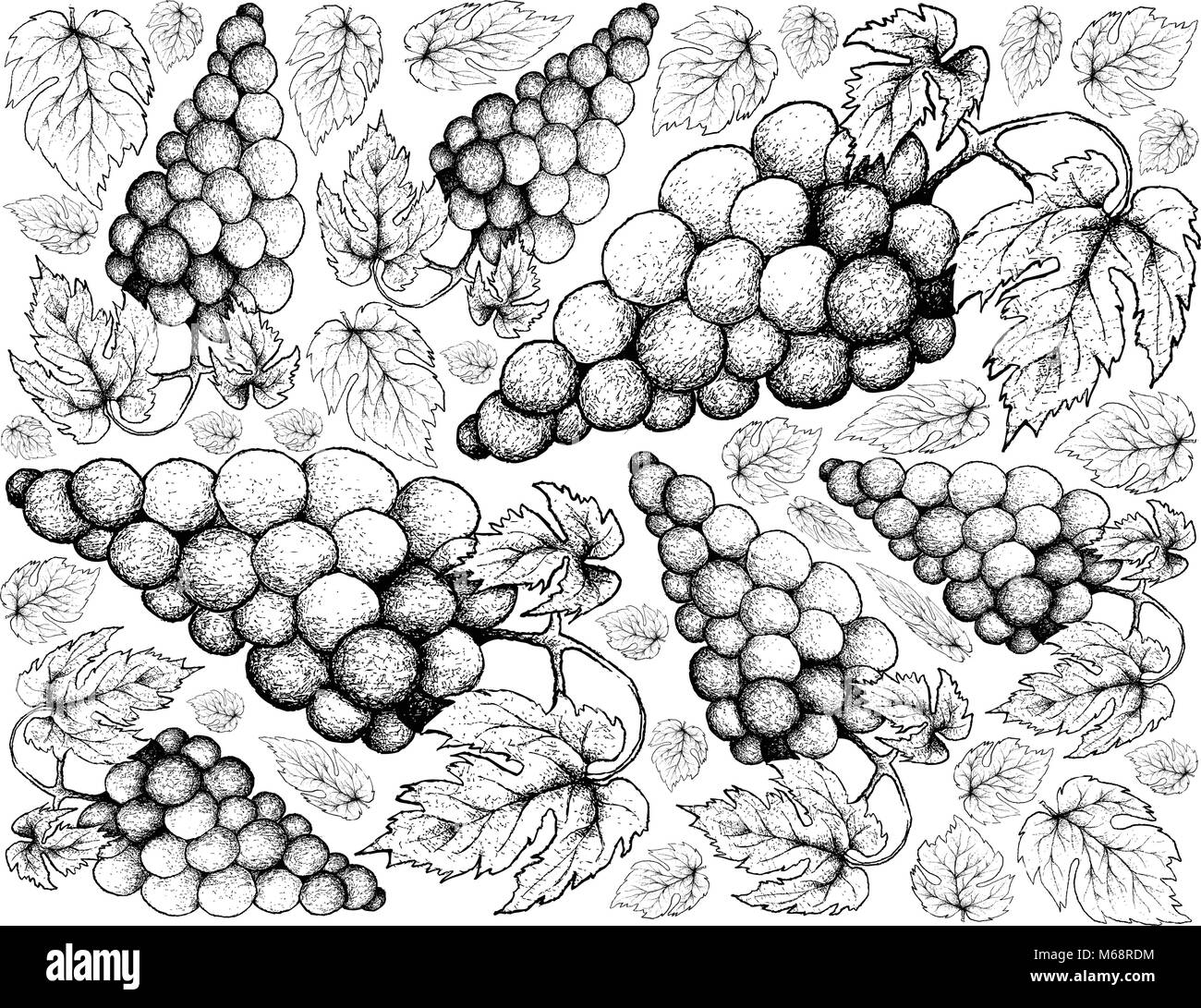 Berry Fruits, Illustration Wallpaper Background of Hand Drawn Sketch Bunch of Fresh Juicy Red Wine Grapes. Stock Vector