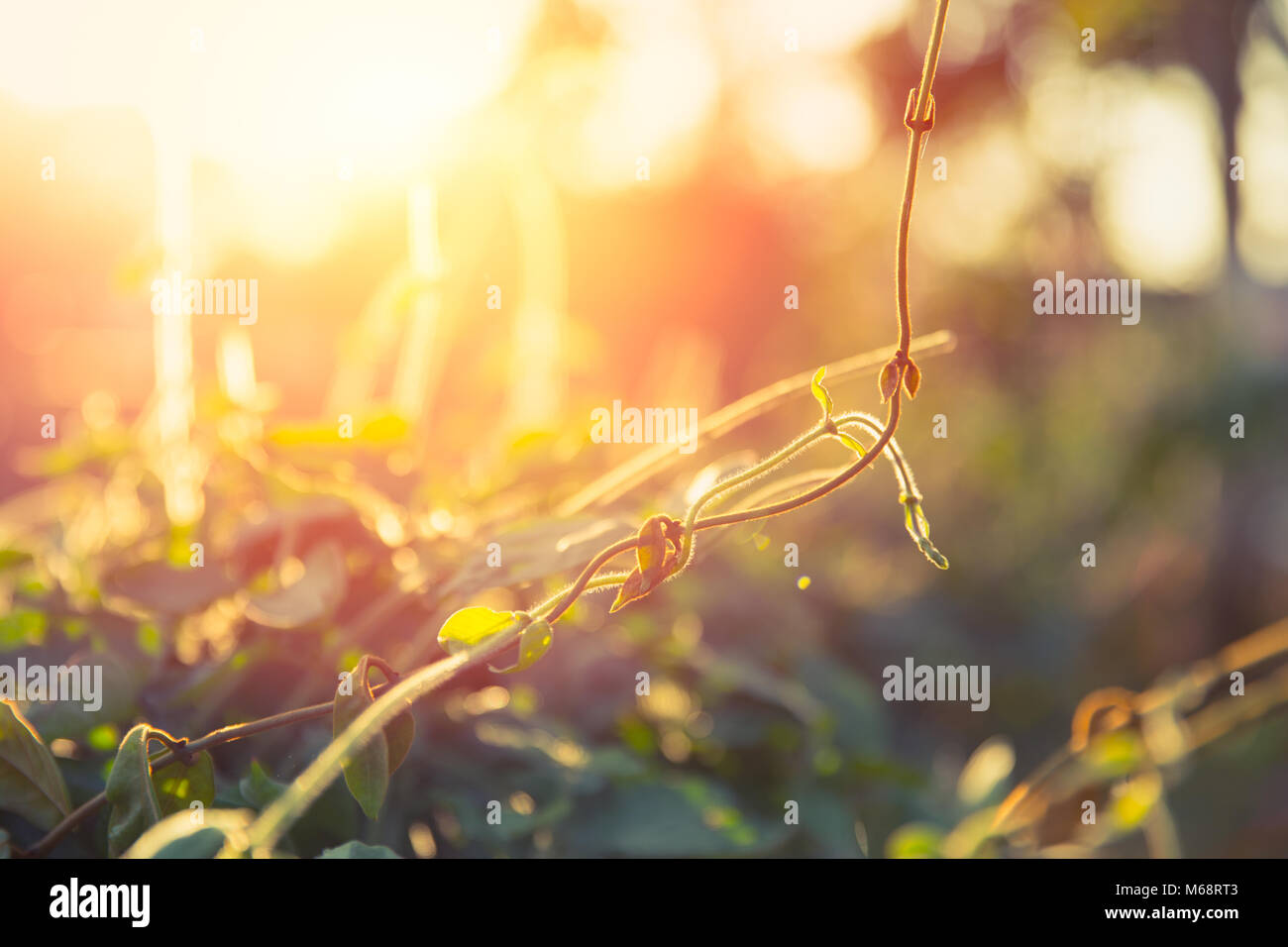 Vine creeping plant with sunlight shallow depth of field Stock Photo
