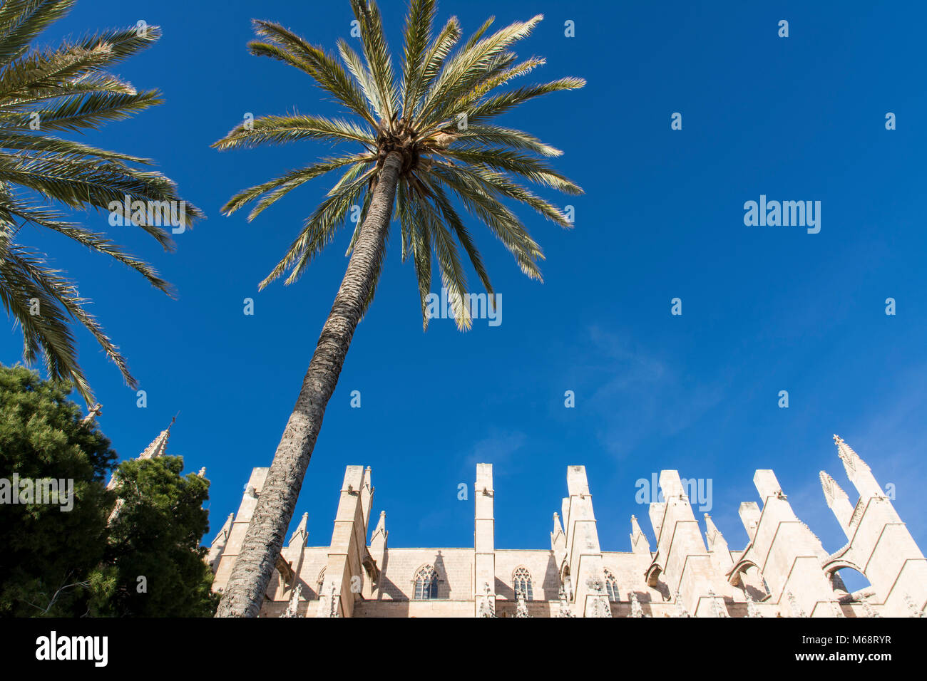 Kathedrale von Palma de Mallorca mit Palmen Stock Photo