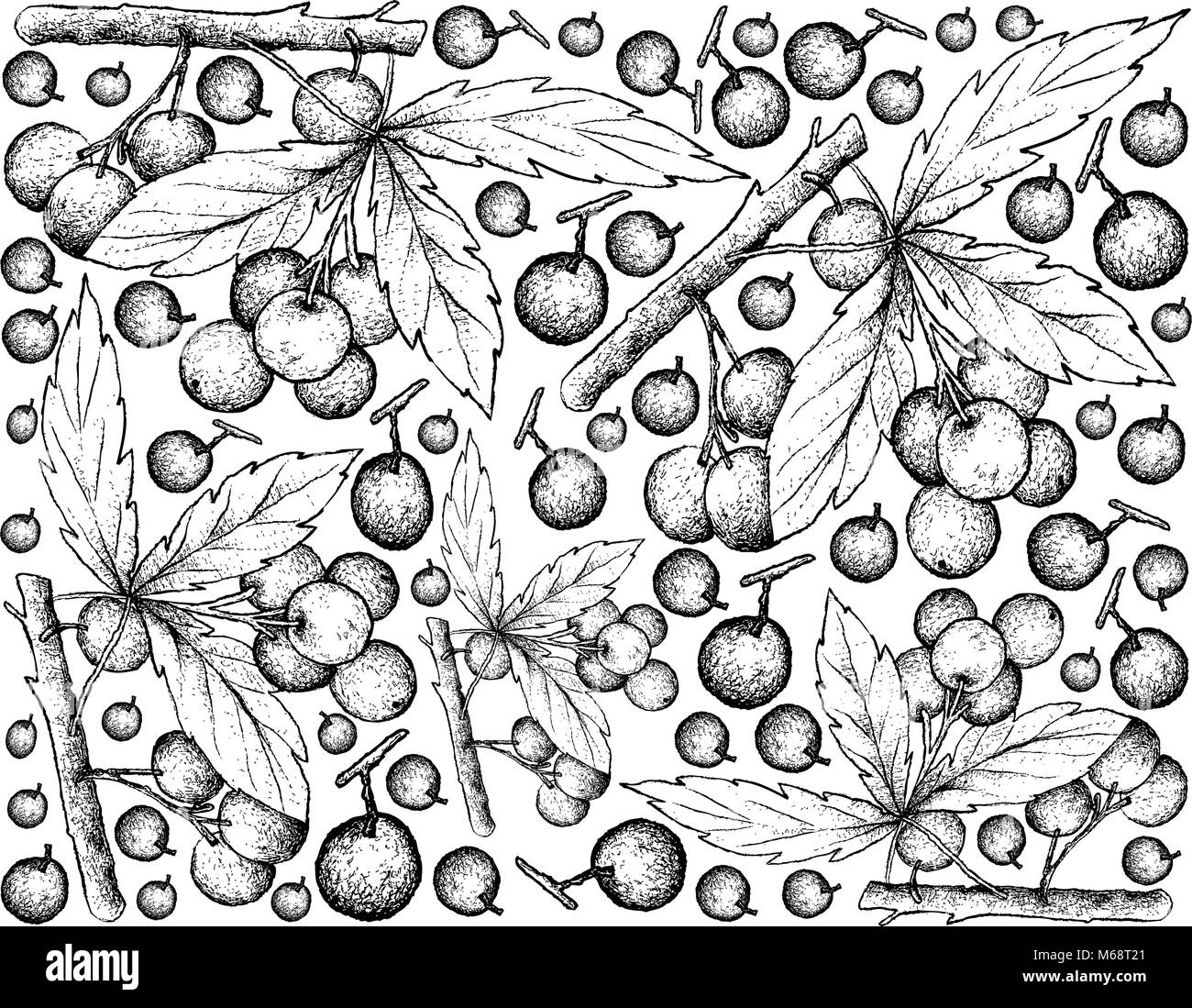 Berry Fruits, Illustration Wallpaper Background of Hand Drawn Sketch Allophylus Edulis or Chal-Chal Fruits Hanging on The Bunch. Stock Vector