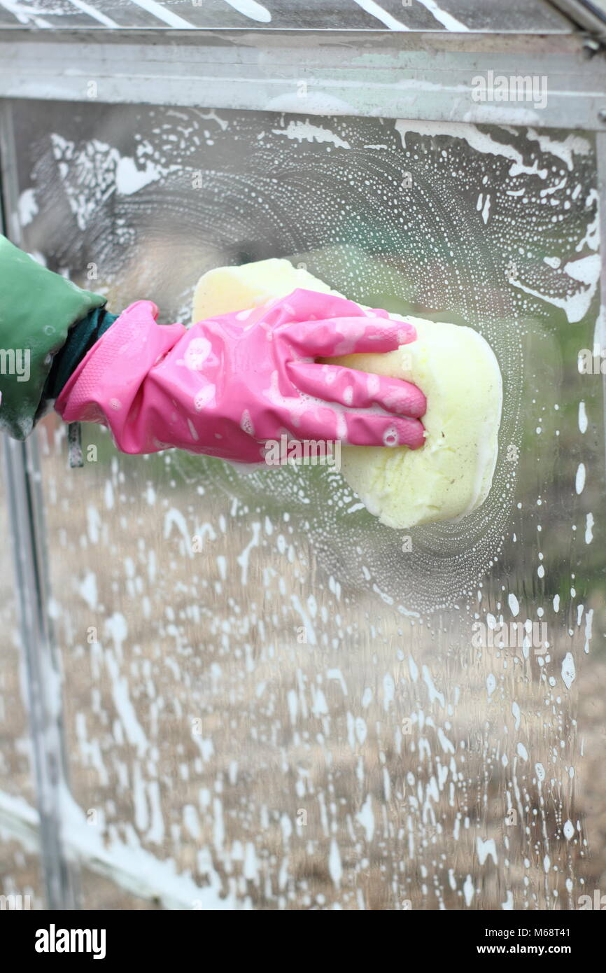 Greenhouse window panes are washed with warm soapy water in winter to improve growing conditions and help reduce pest and disease risk , UK garden Stock Photo