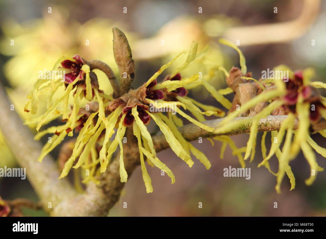 Hamamelis x intermedia 'Primavera' witch hazel in flower in a winter garden, UK Stock Photo