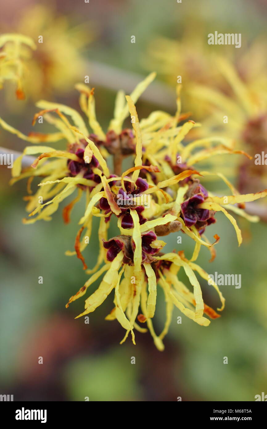 Hamamelis x intermedia 'Primavera' witch hazel in flower in a winter garden, UK Stock Photo