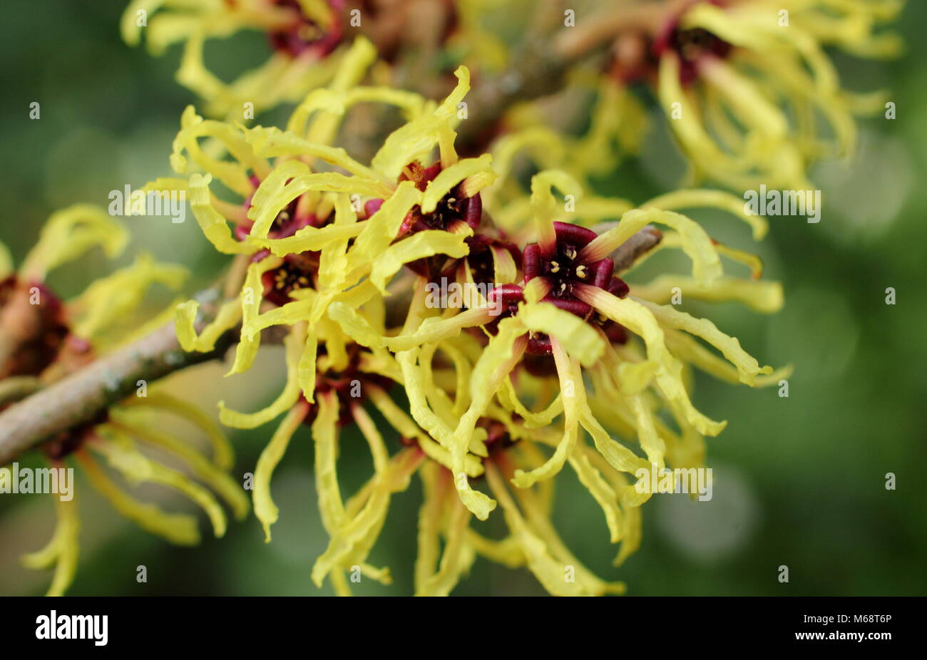 Garden shrubs hi-res stock photography and images - Page 33 - Alamy