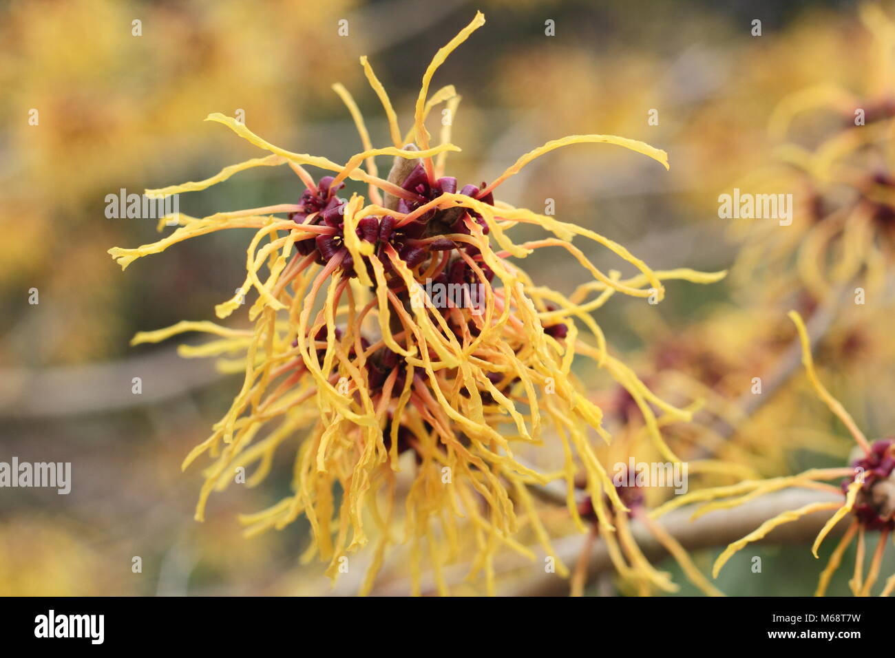 Spidery blooms of Hamamelis x intermedia 'Glowing Embers' witch hazel, flowering in a winter garden, UK Stock Photo