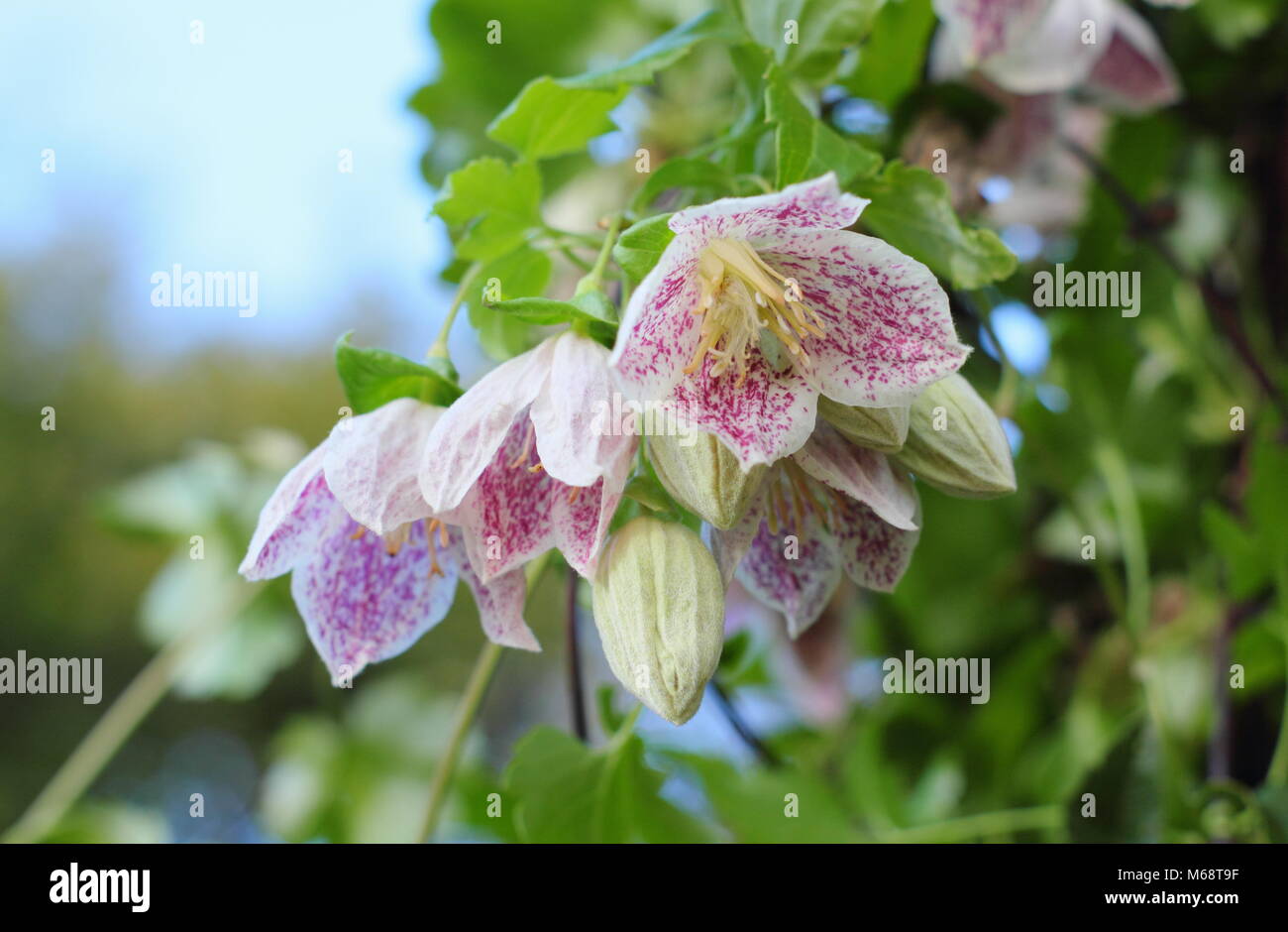 Clematis cirrhosa purpurascens 'Freckles', evergreen, winter flowering climber, UK garden Stock Photo