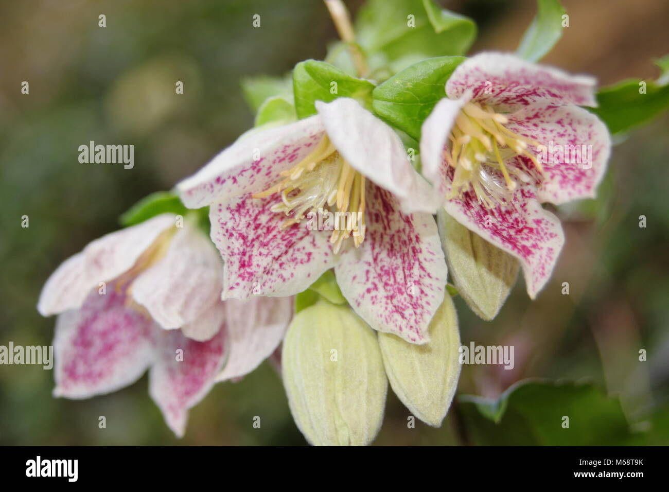Clematis cirrhosa purpurascens 'Freckles', evergreen, winter flowering climber, UK garden Stock Photo
