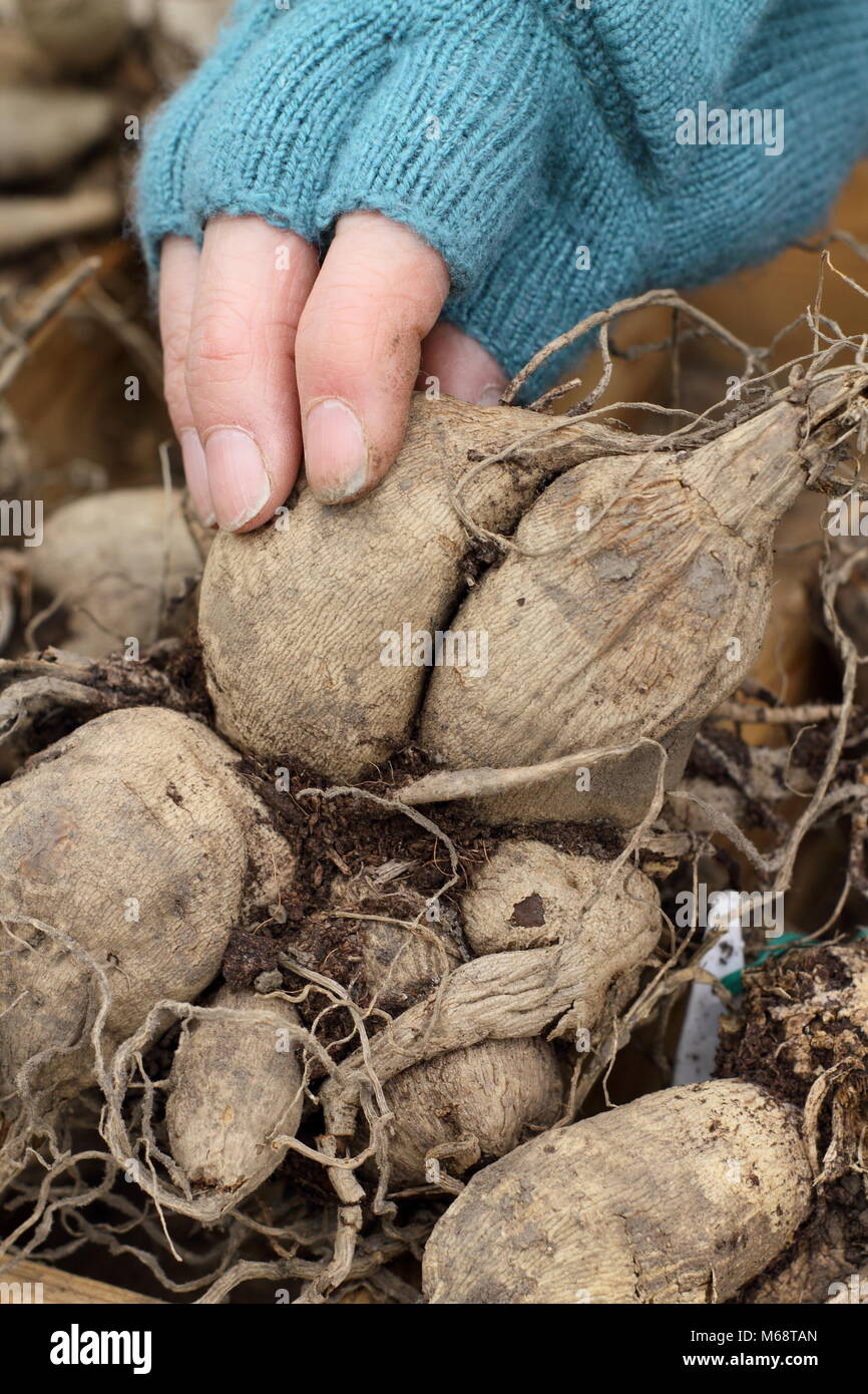 Checking dahlia tubers for rot during over winter storage, UK Stock Photo