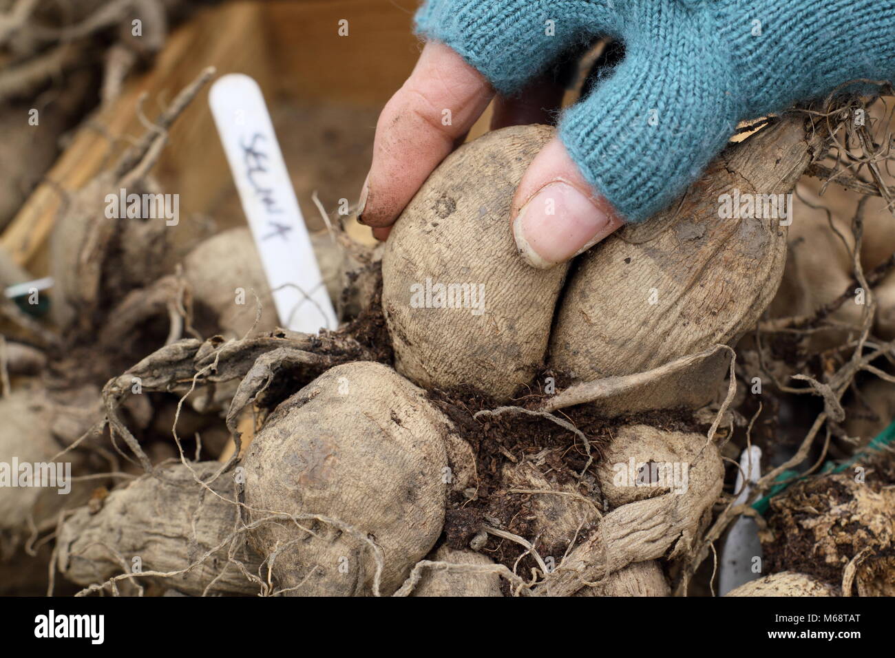Checking dahlia tubers for rot during over winter storage, UK Stock Photo
