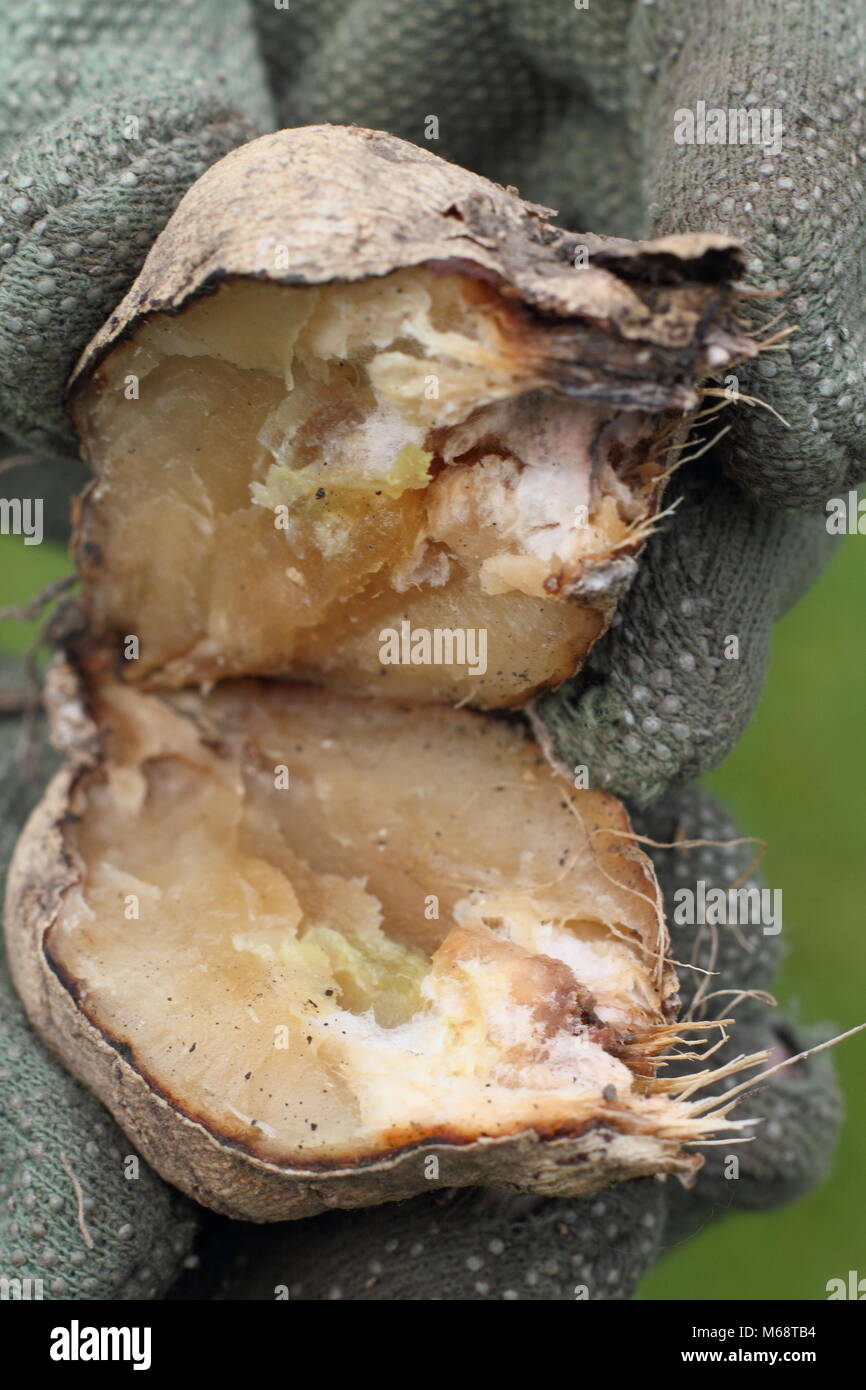 Dahia tuber suffering rot that developed during winter storage, UK Stock Photo
