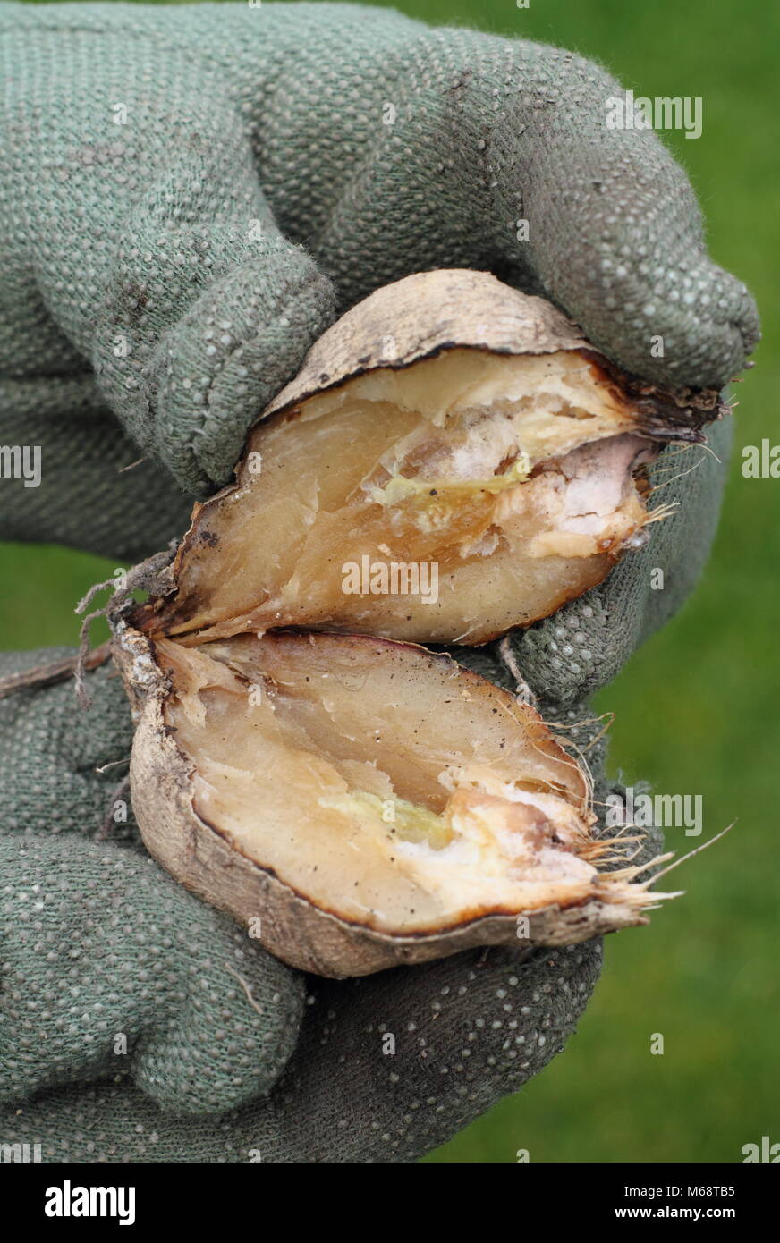 Rotten dahlia hi-res stock photography and images - Alamy