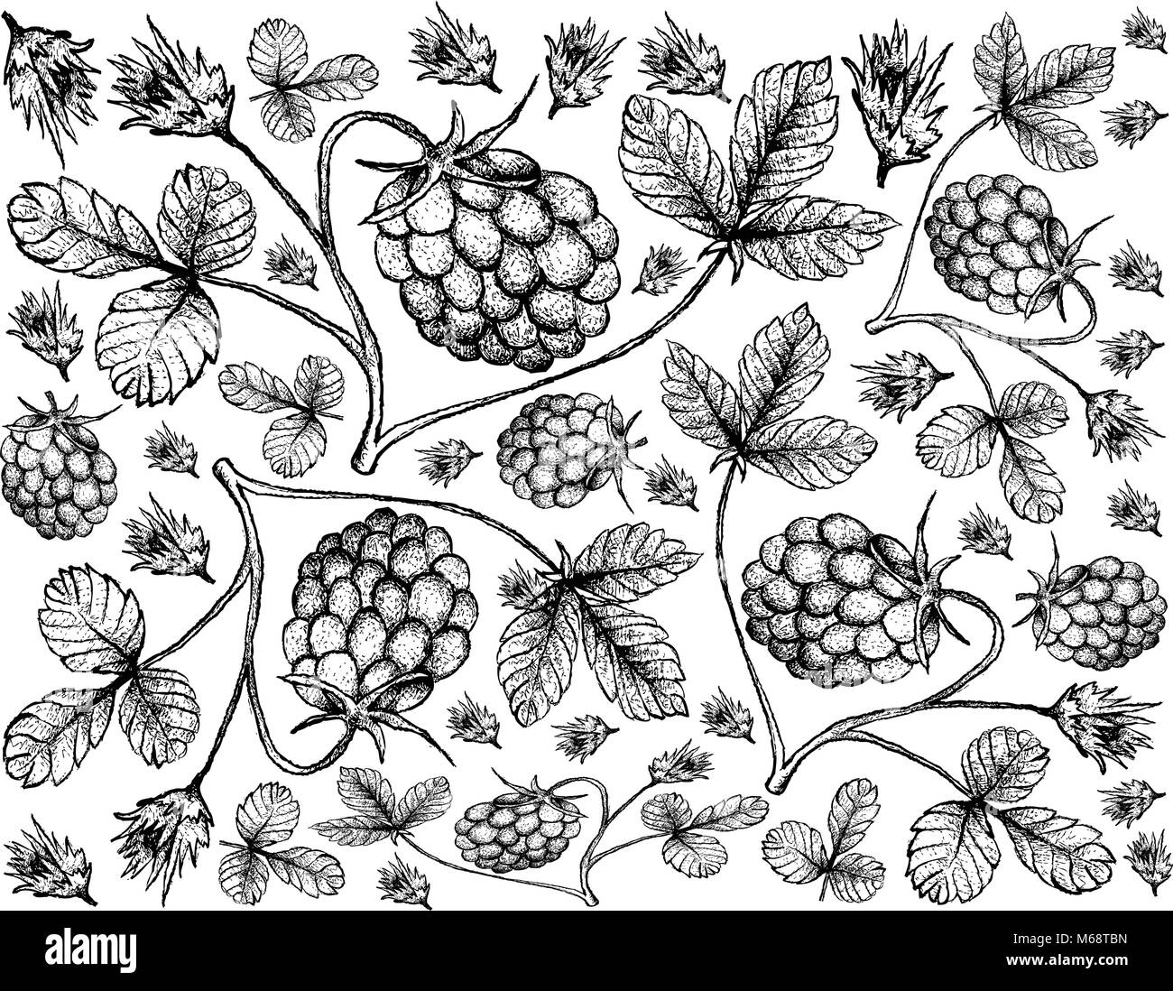 Berry Fruit, Illustration Wallpaper Background of Hand Drawn Sketch of Fresh Arctic Bramble, Arctic Raspberry or Rubus Arcticus Fruits. Stock Vector