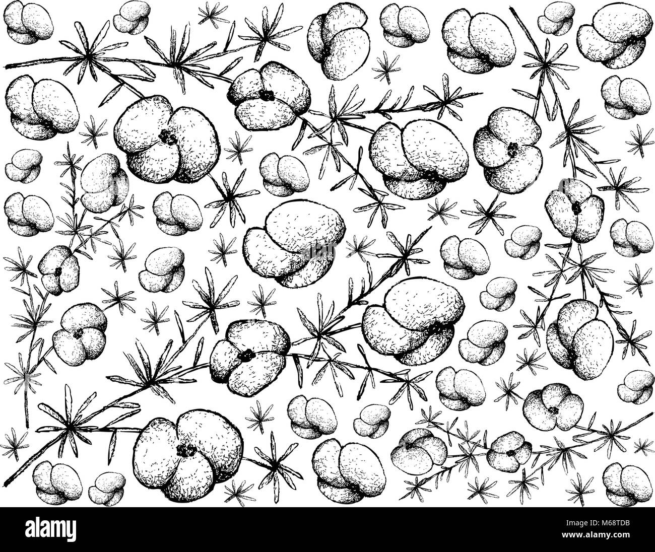 Asparagus fern Black and White Stock Photos & Images Alamy