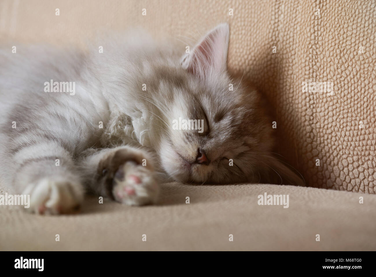 Close-up of sleeping kitty on brown sofa. Fluffy grey cat Stock Photo