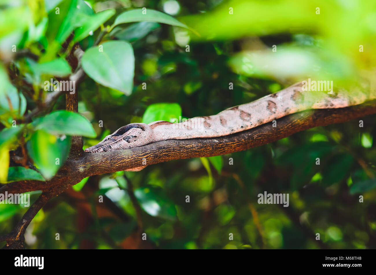 Wild Jararaca snake on a tree branch. Stock Photo