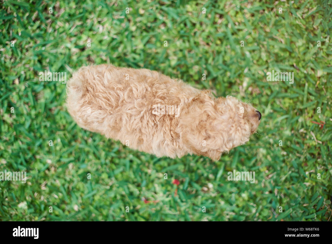 Above view on poodle puppy standing on green grass Stock Photo