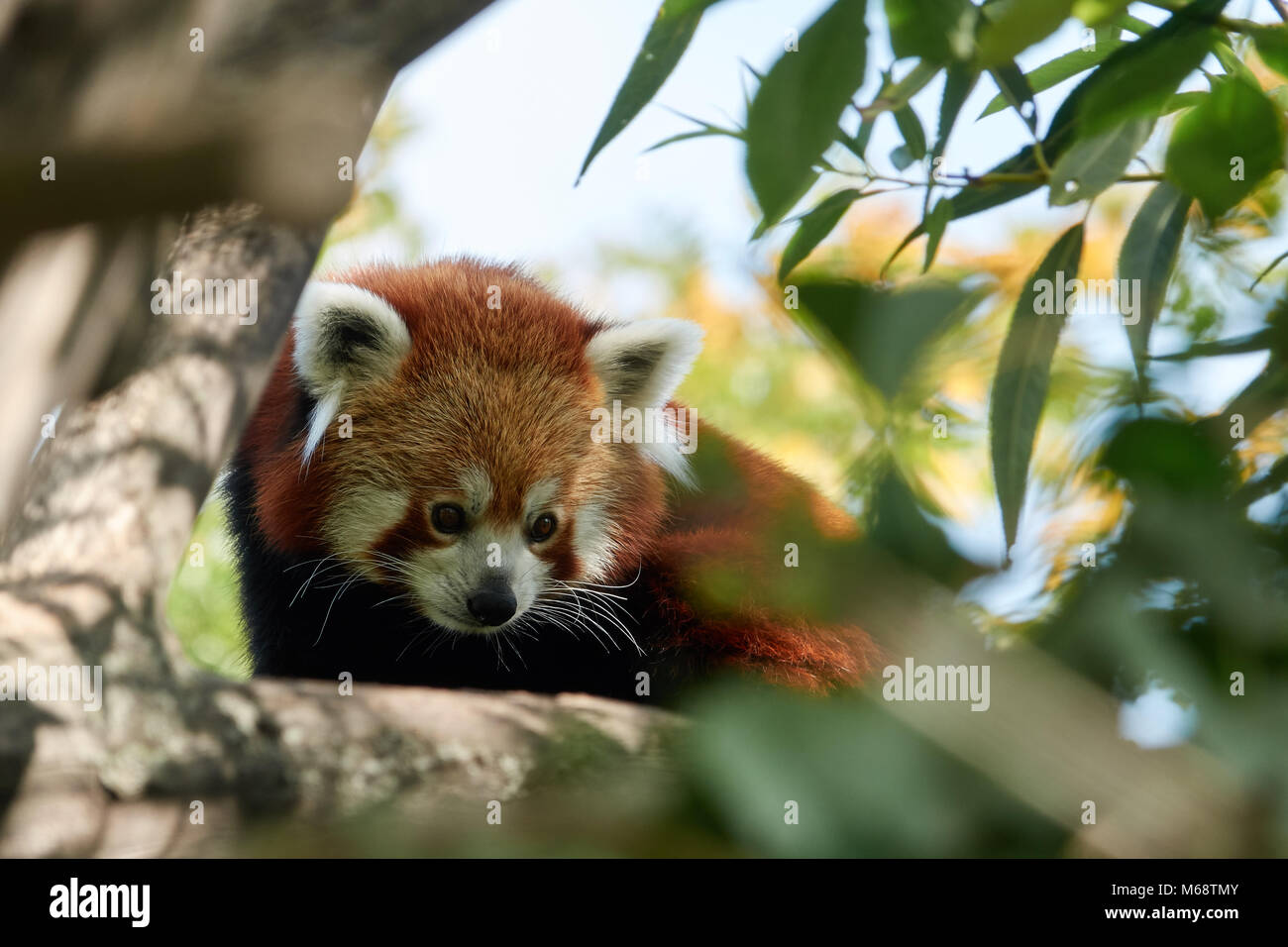 Red panda on a tree closeup. Stock Photo