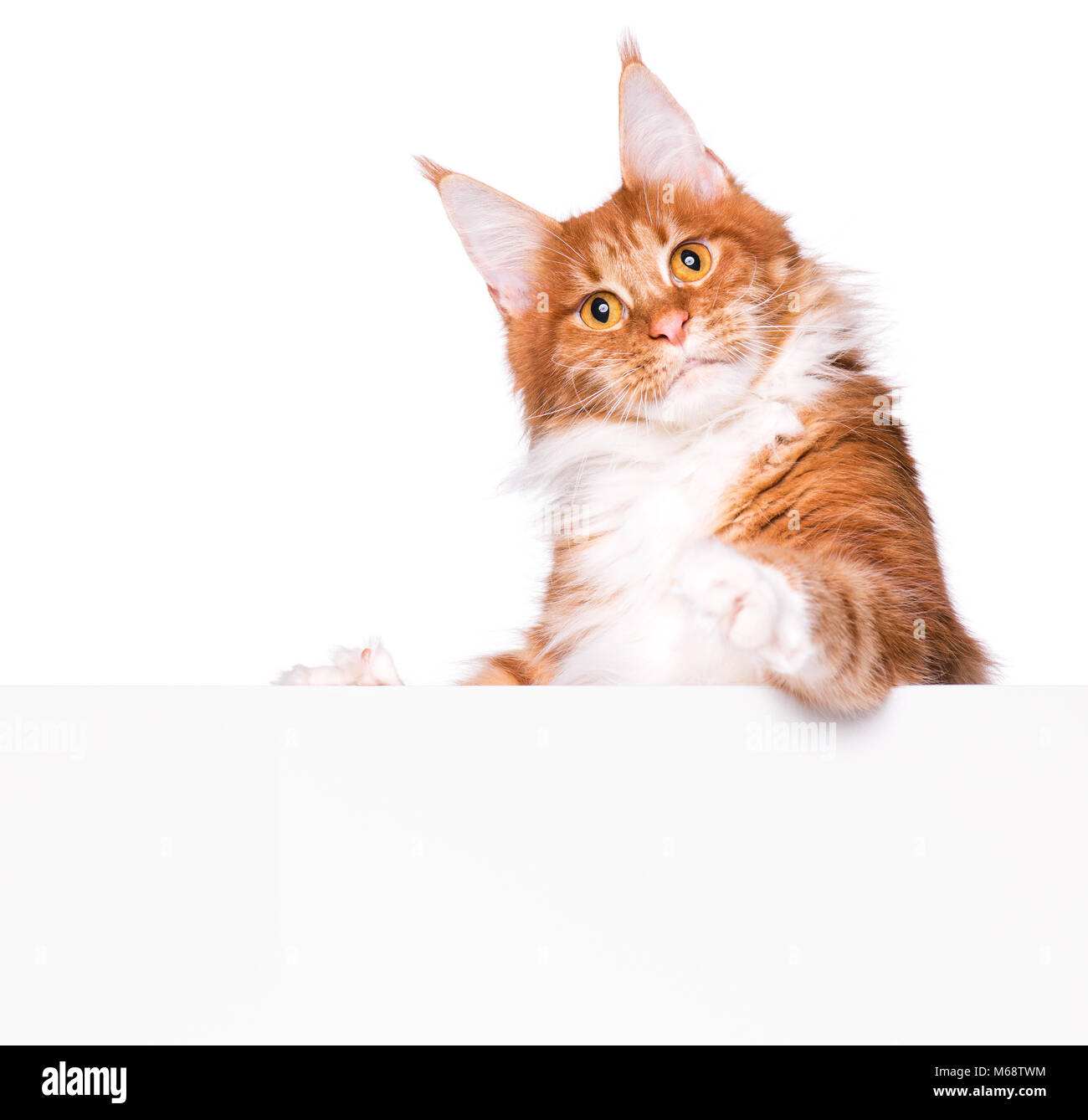 Maine Coon cat with blank Stock Photo Alamy