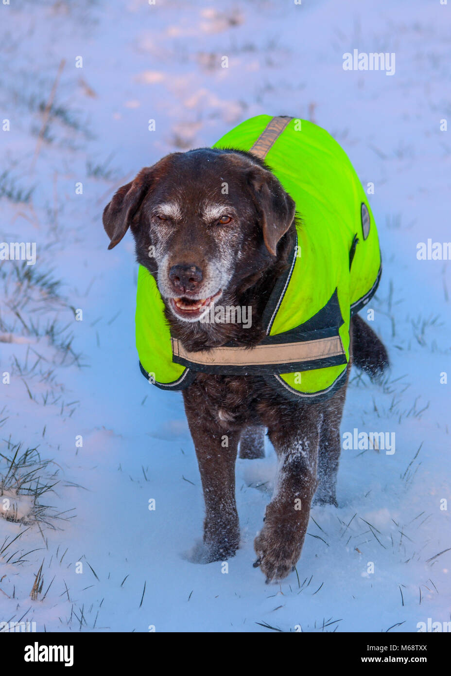 Chocolate Labrador Retriever in Snow Stock Photo