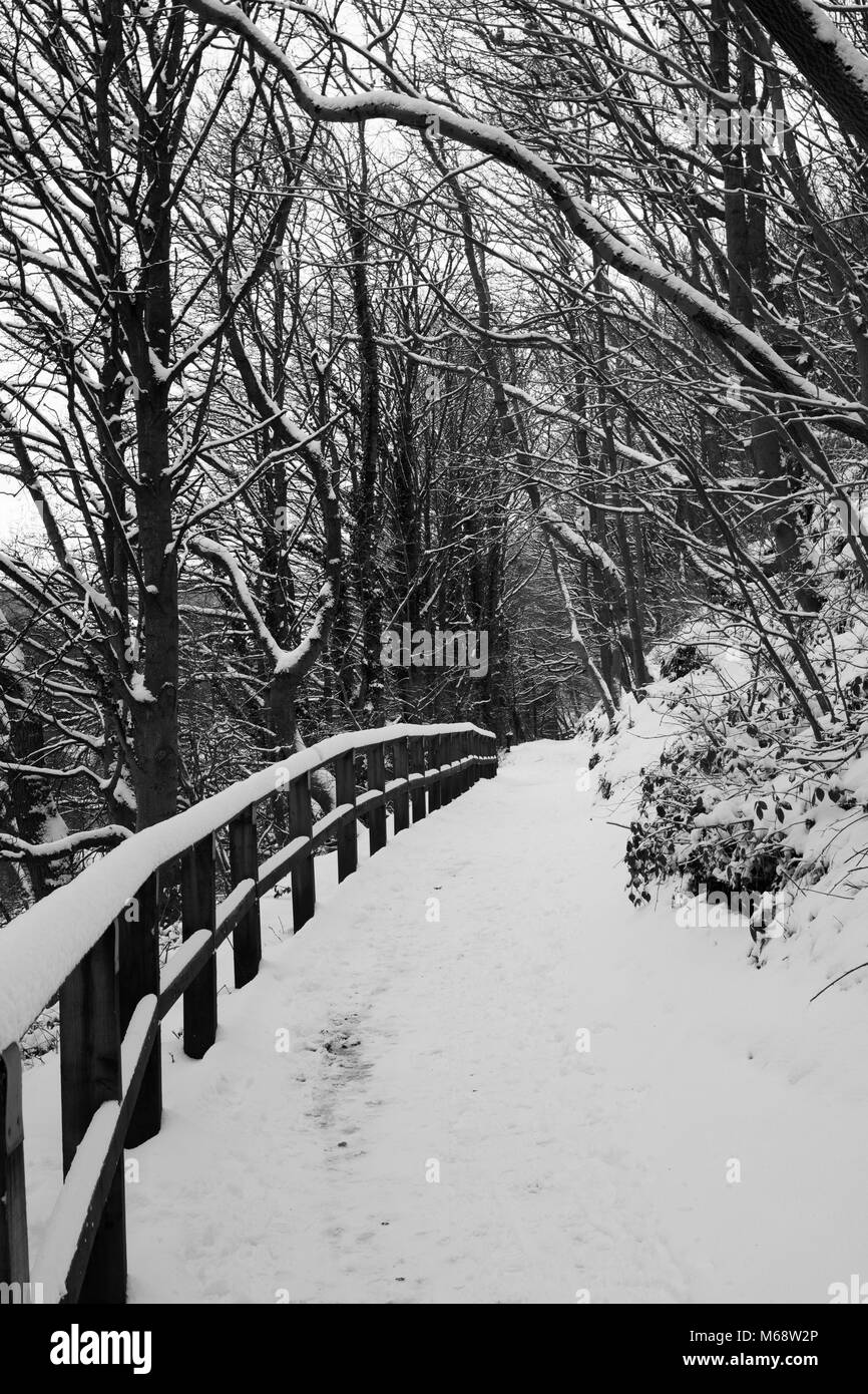 Empty footpath with snow covered overhanging trees in wintertime, north east England, UK Stock Photo