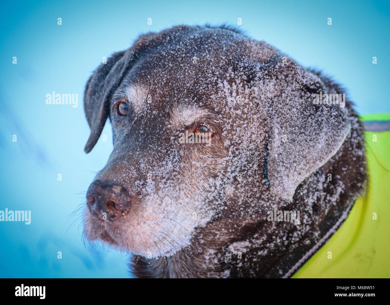 Chocolate Labrador Retriever in Snow Stock Photo