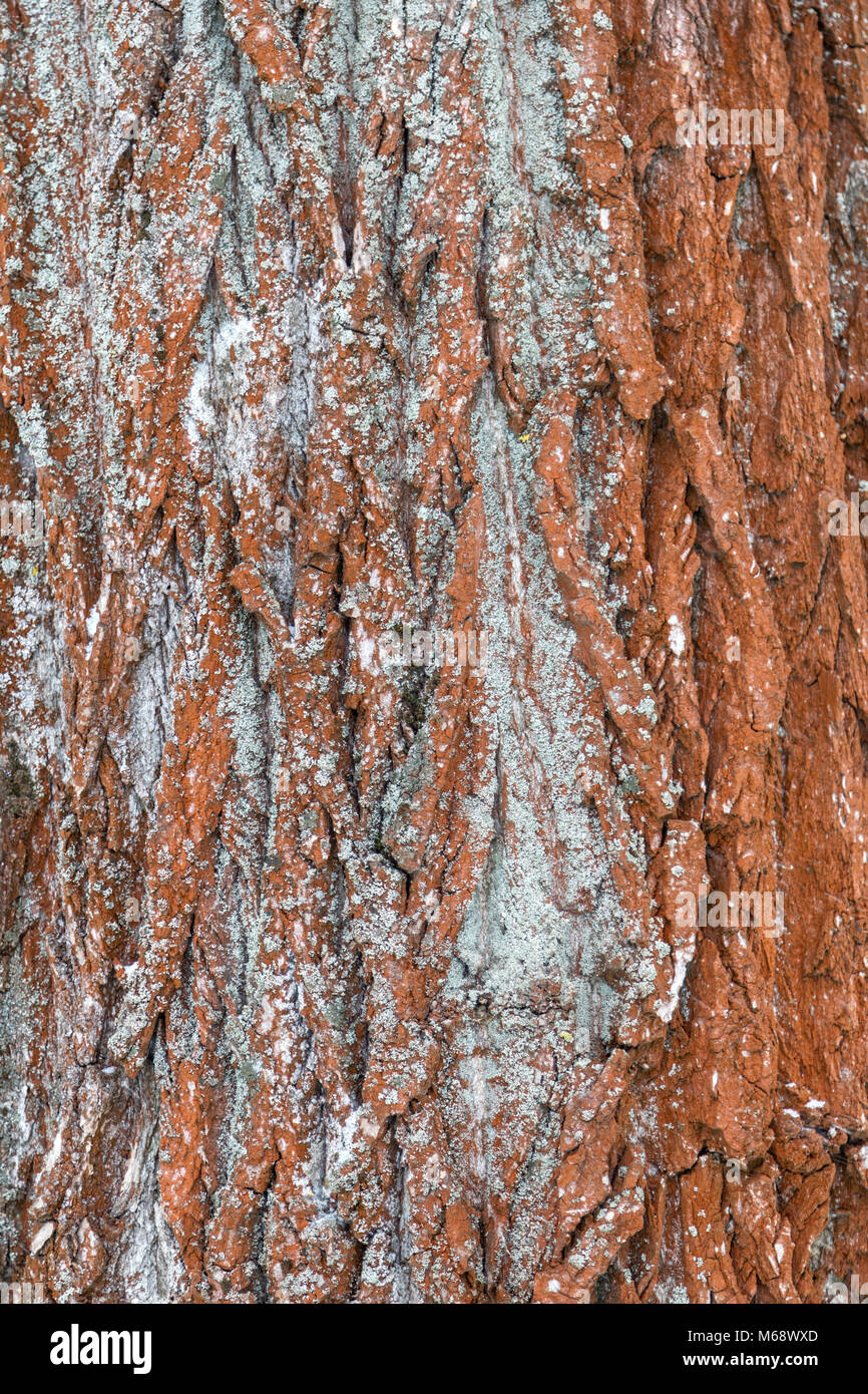 Background with bark of the tree is covered with snow Stock Photo - Alamy