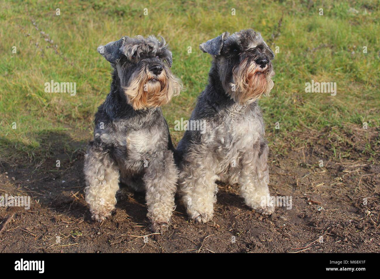 salt and pepper schnauzer for sale