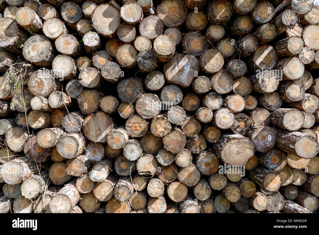 Logging at Pembrey Country Park, Carmarthenshire. Wales. UK. Stock Photo