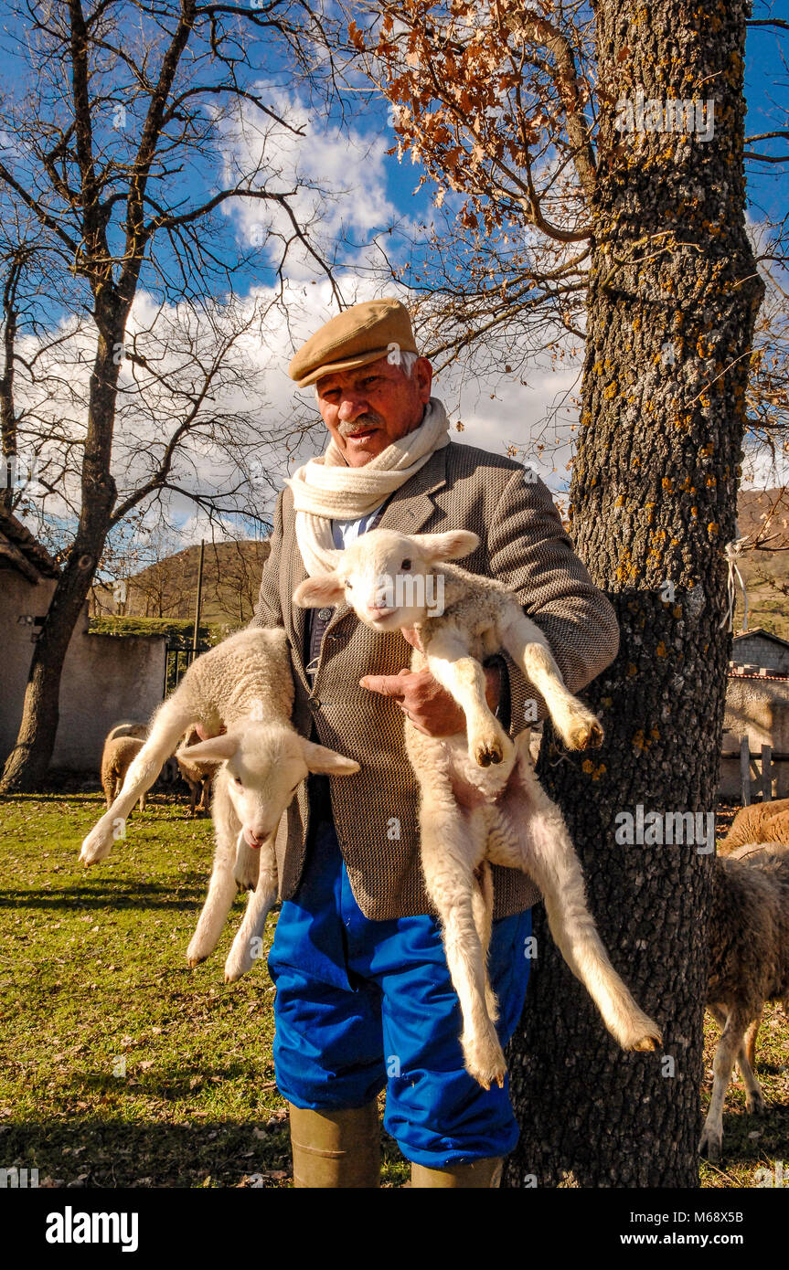 Italy Basilicata Lucan National Park of the Apennines - San Martino d'Agri -shepherd with lambs Stock Photo